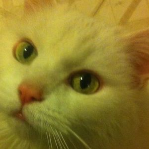 Meet your Posher, Eleanor